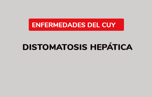 Distomatosis hepática