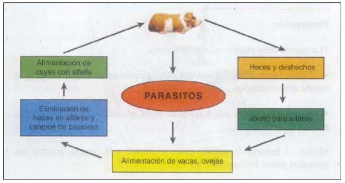 Ciclo de contaminación a través de la alimentación